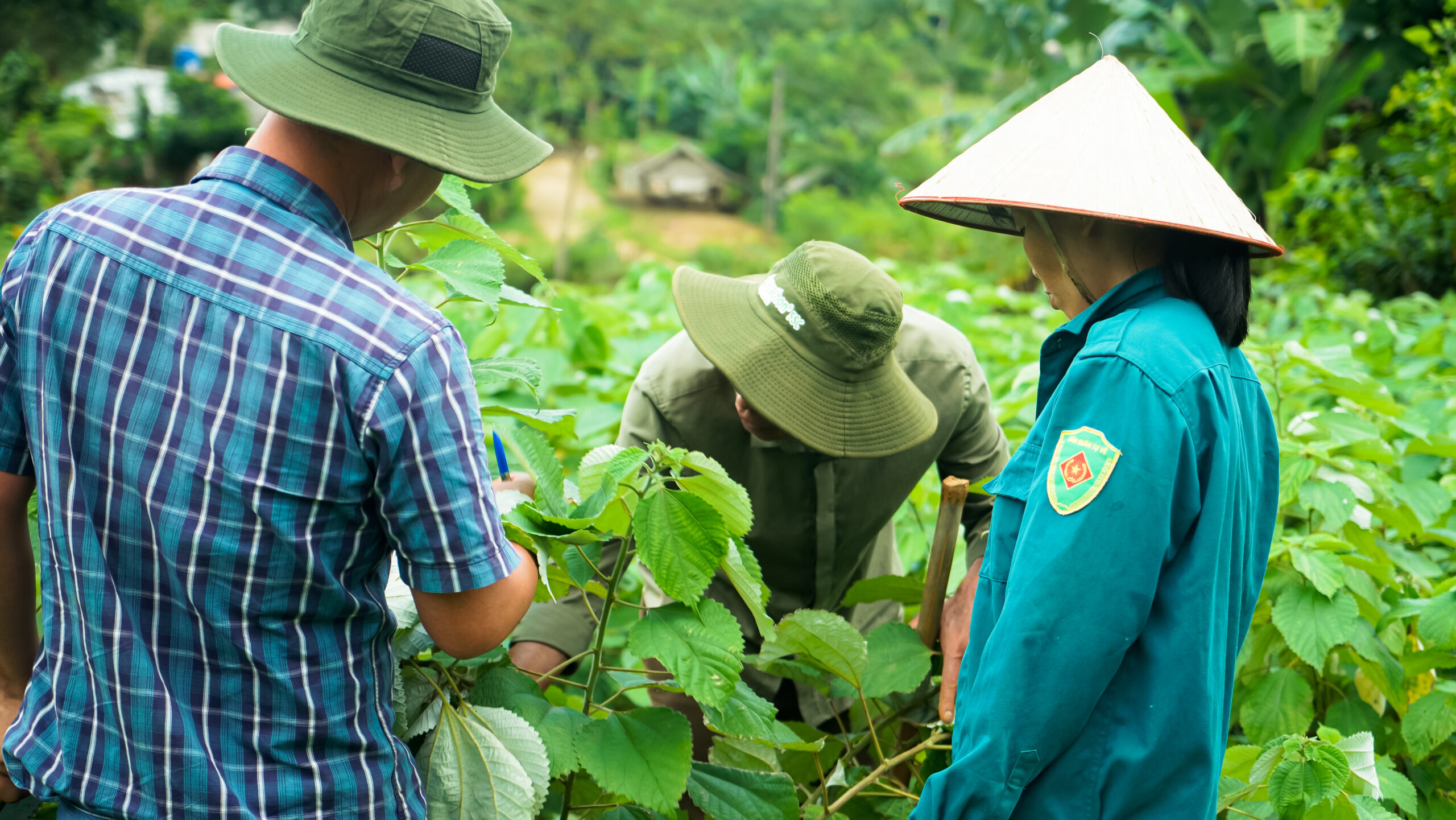 nông nghiệp An Phước, Cây gai xanh