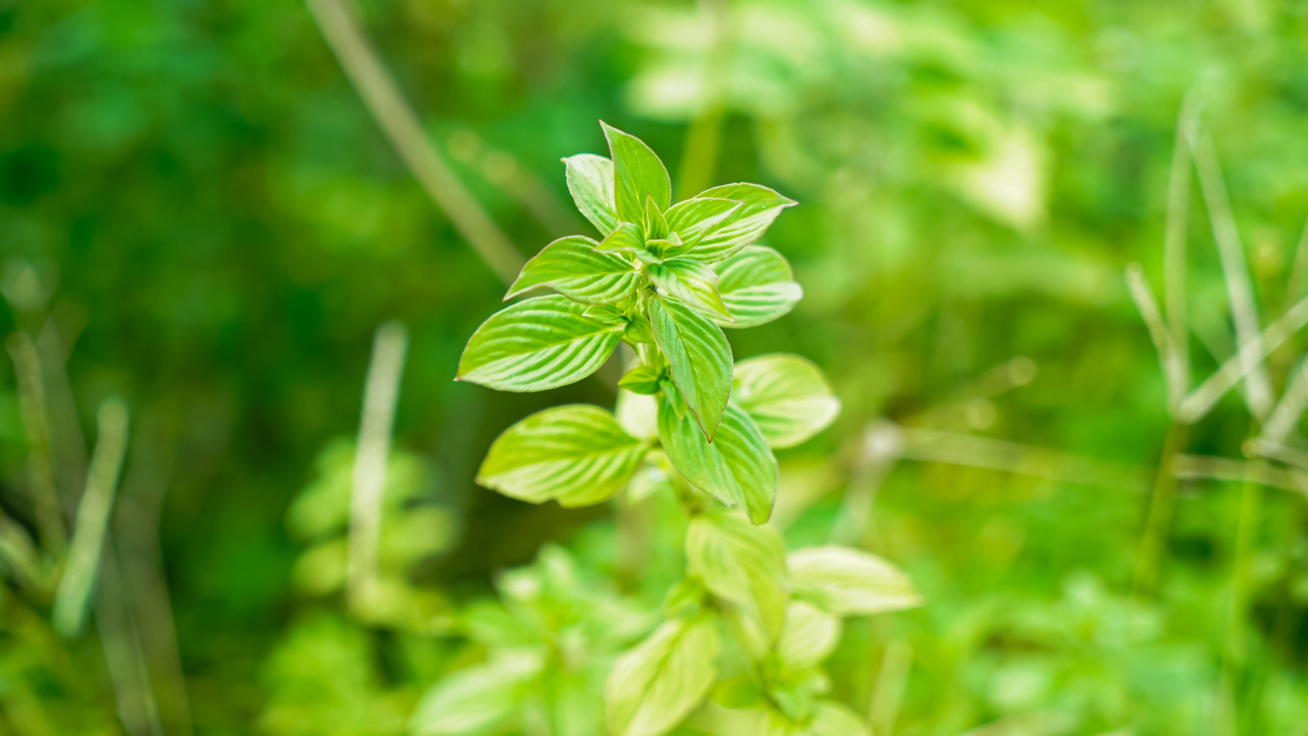 cây cỏ vừng, cỏ chiên