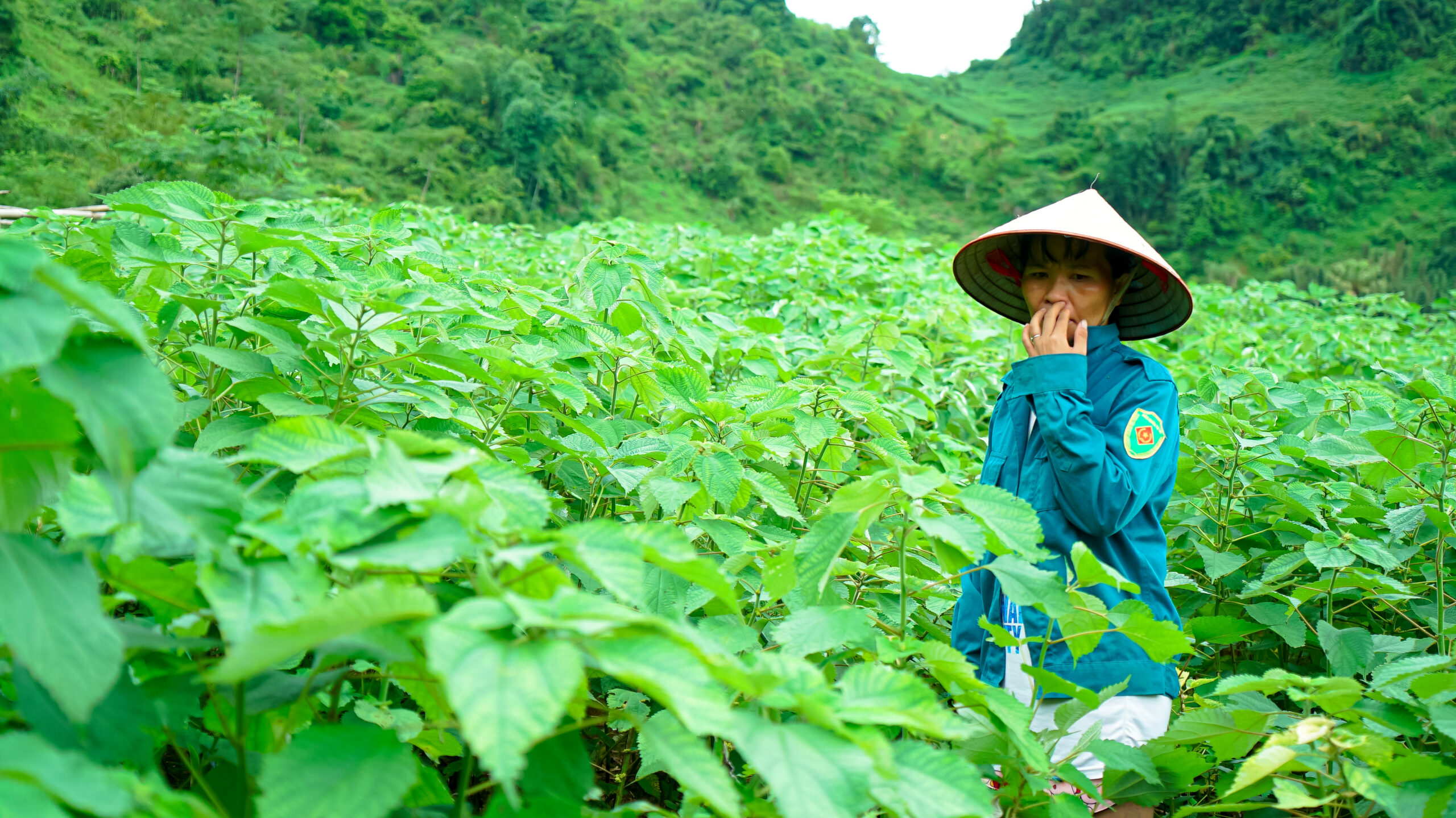 ruộng cây gai xanh AP1